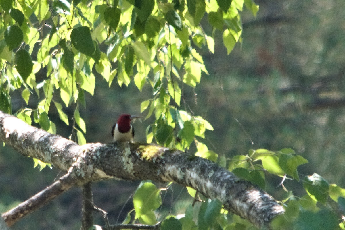 Red-headed Woodpecker - Sarah Lindgren