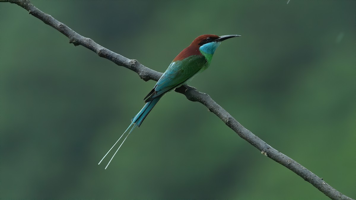 Blue-throated Bee-eater - xiwen CHEN