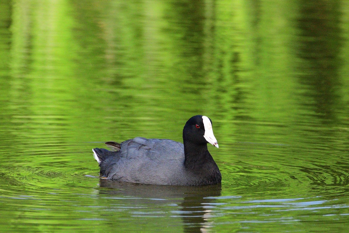 American Coot (White-shielded) - ML248584171