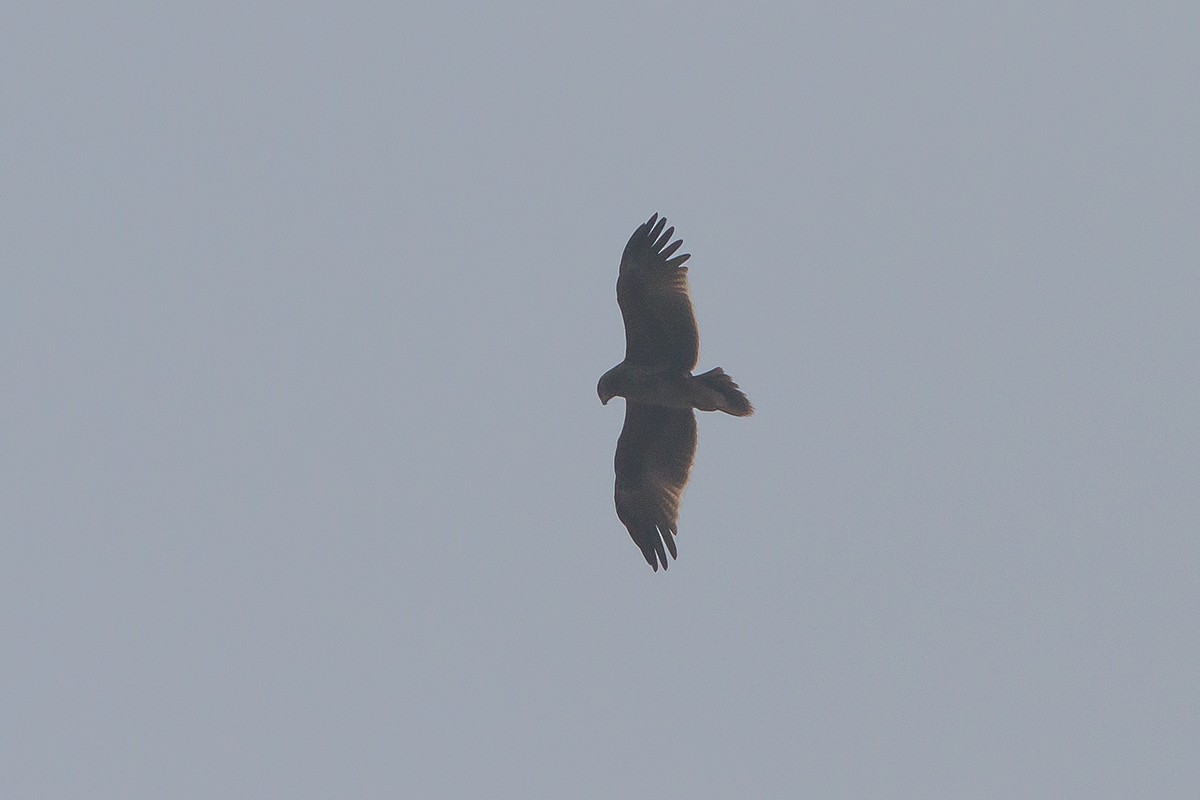 Indian Spotted Eagle - Dibyendu Ash