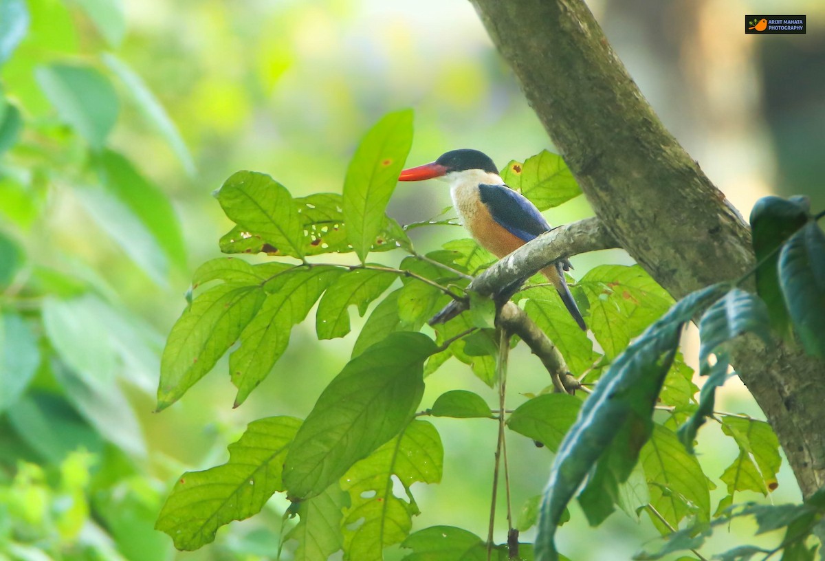 Black-capped Kingfisher - Arijit Mahata