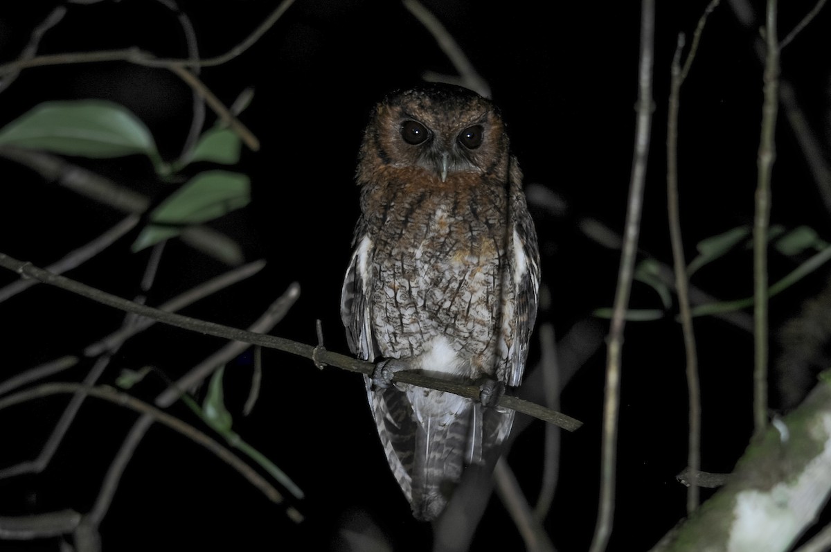Black-capped Screech-Owl - Augusto Faustino