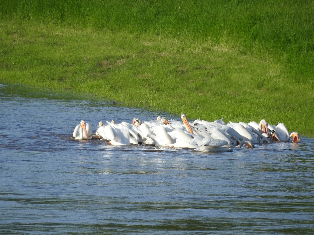 pelikán severoamerický - ML248587741
