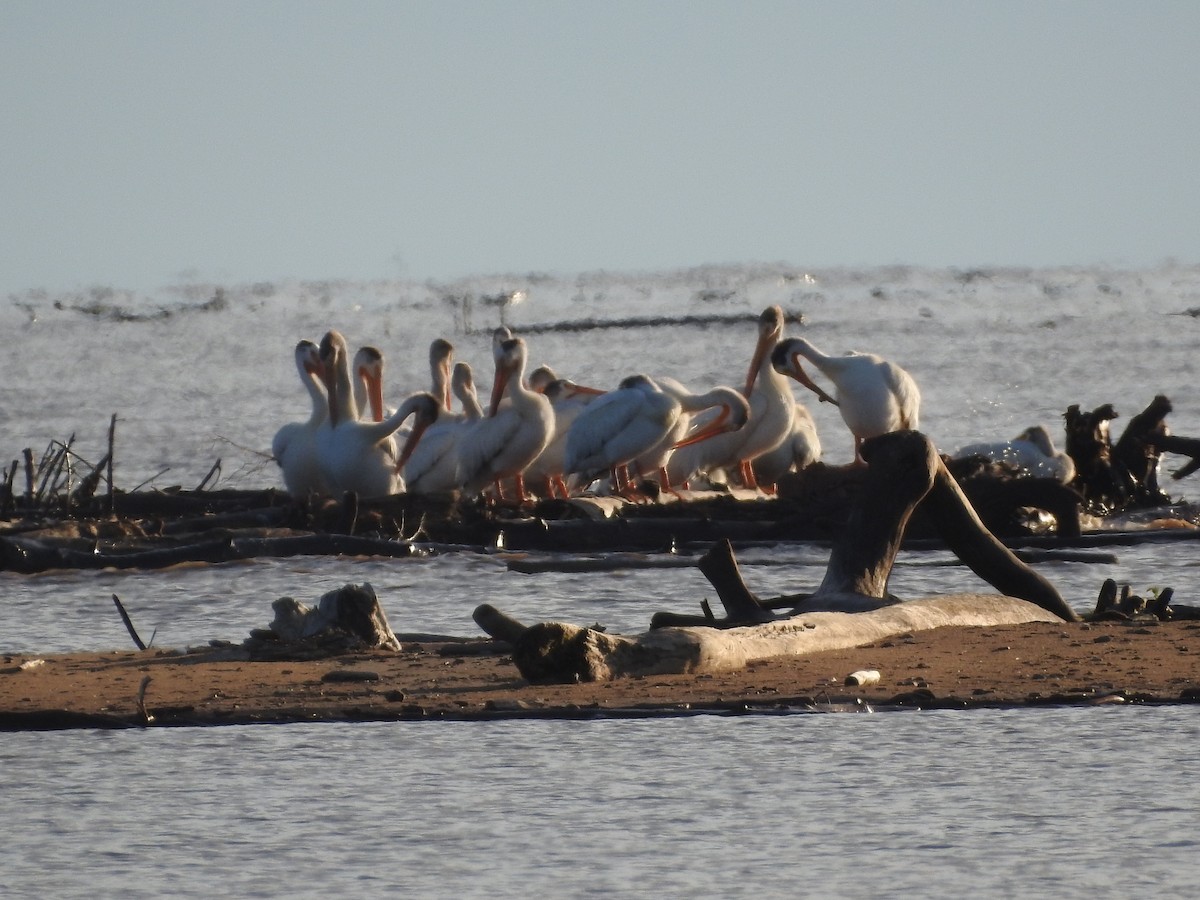 pelikán severoamerický - ML248587891
