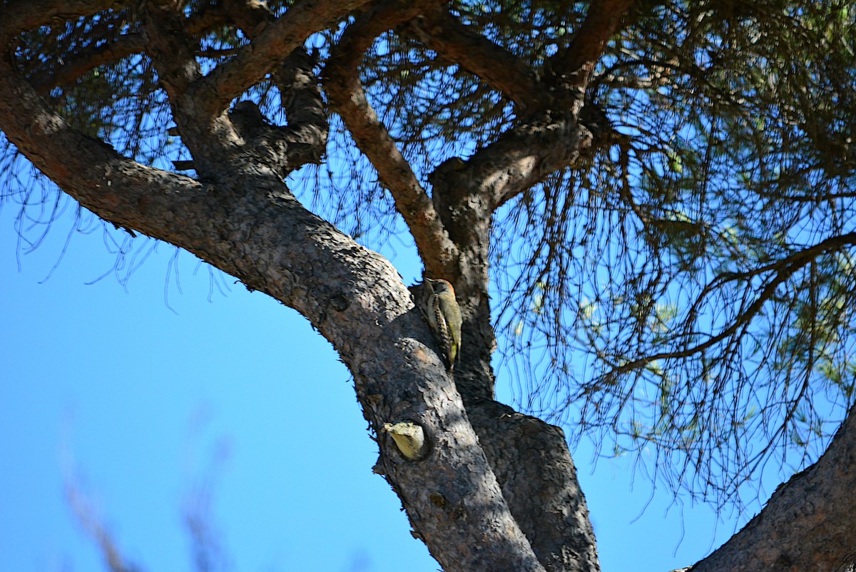 Iberian Green Woodpecker - ML248588471