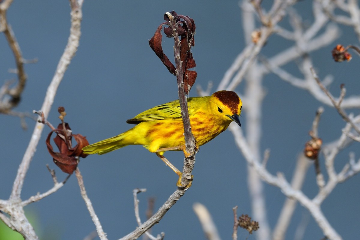 Yellow Warbler (Golden) - ML248589321