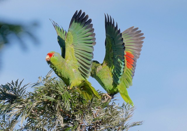 Formative (right) Red-crowned Parrot.&nbsp; - Red-crowned Parrot - 