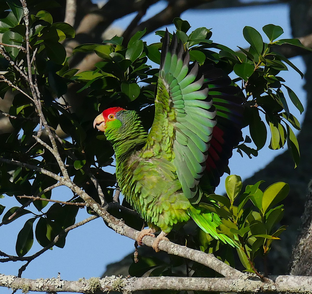 Red-crowned Parrot - Nick Kalodimos