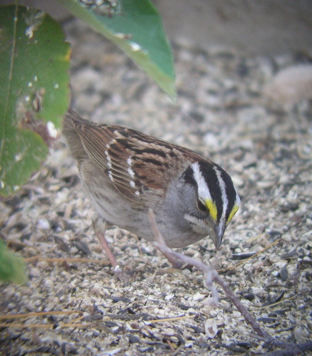 White-throated Sparrow - David Stejskal