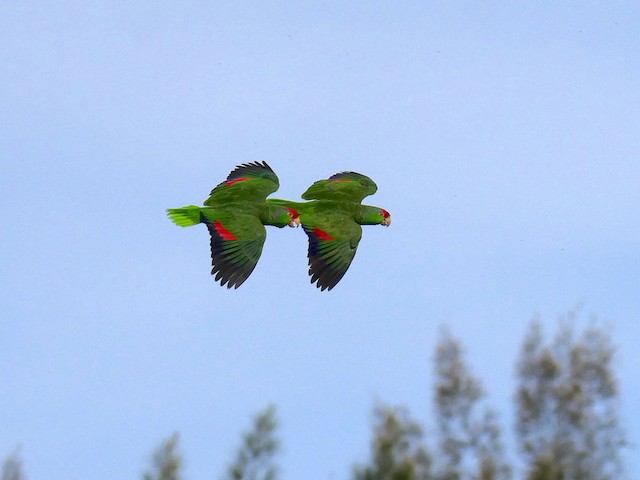 Pair flying together. - Red-crowned Parrot - 
