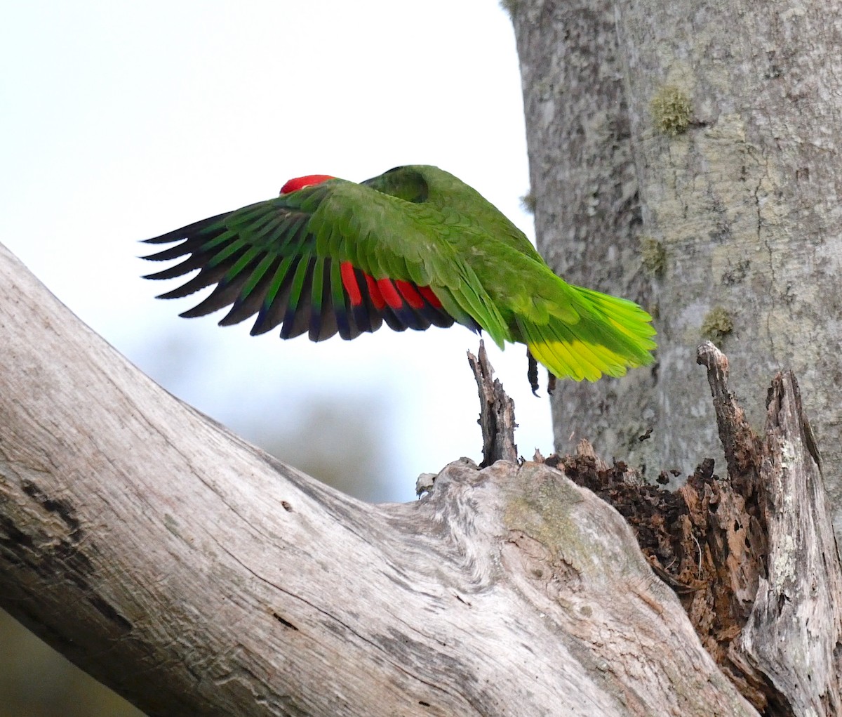 Red-crowned Parrot - Nick Kalodimos