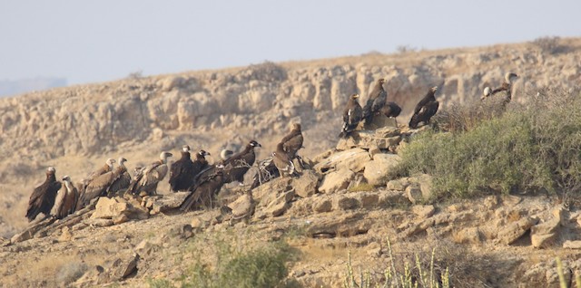Nonbreeding roost sites; Sind, Pakistan. - Cinereous Vulture - 