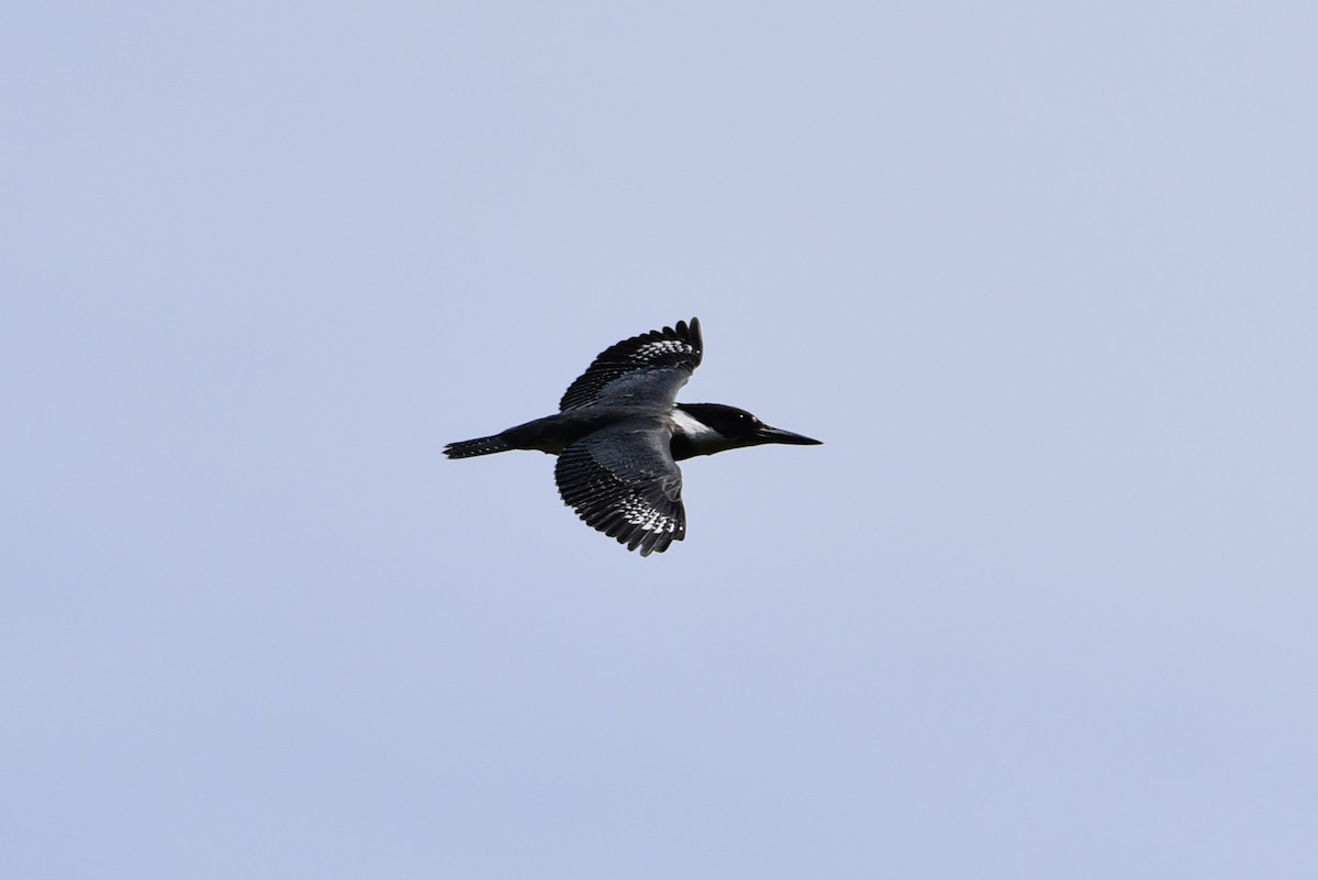 Belted Kingfisher - ML248594611