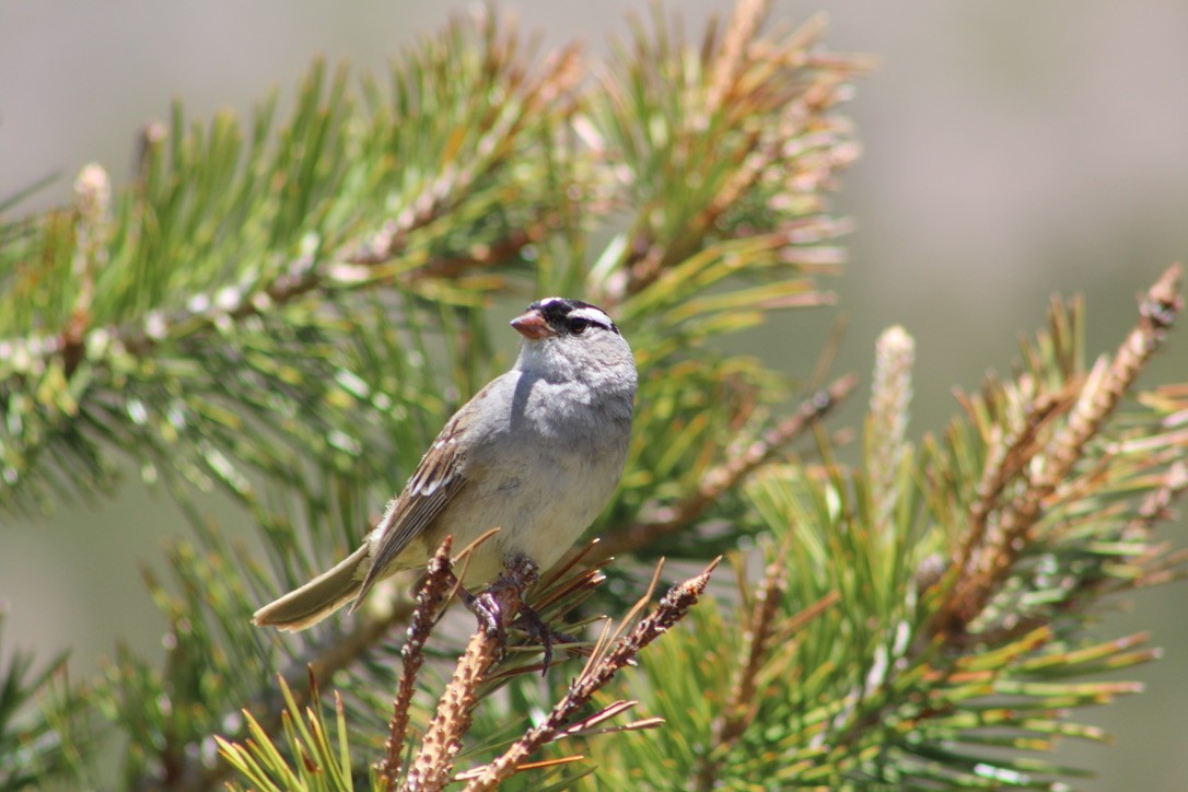 White-crowned Sparrow - ML248595071