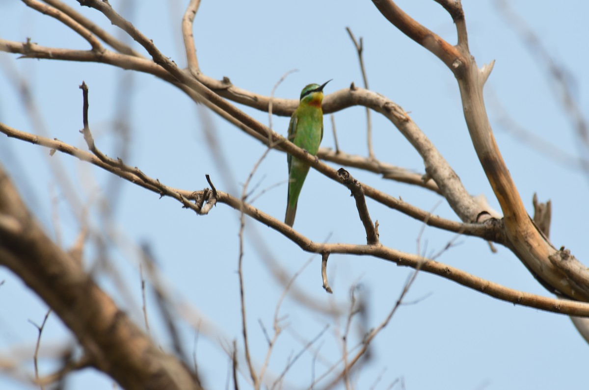 Blue-tailed Bee-eater - Savithri Singh