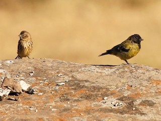 Male and female - Lars Petersson | My World of Bird Photography - ML248597441