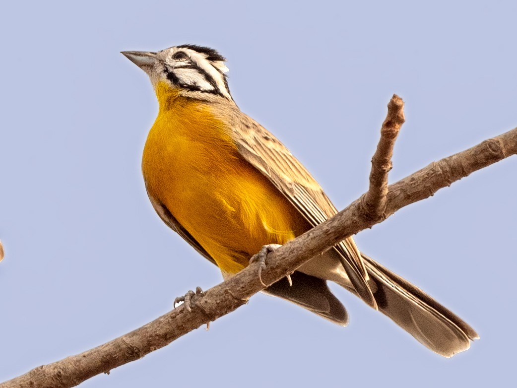 Brown-rumped Bunting - Hans Norelius