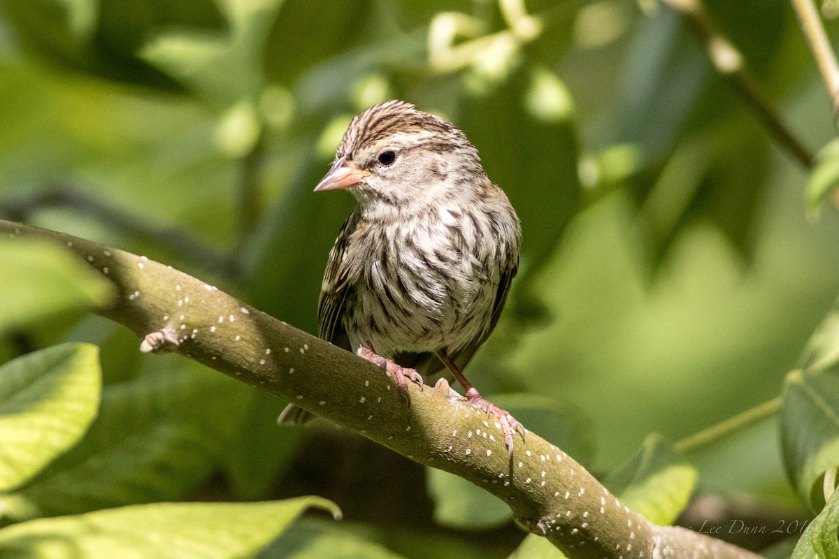 Chipping Sparrow - Lee Dunn