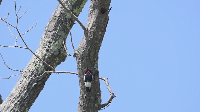 Red-headed Woodpecker - ML248603541