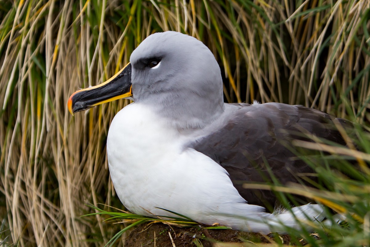 Gray-headed Albatross - ML248605101