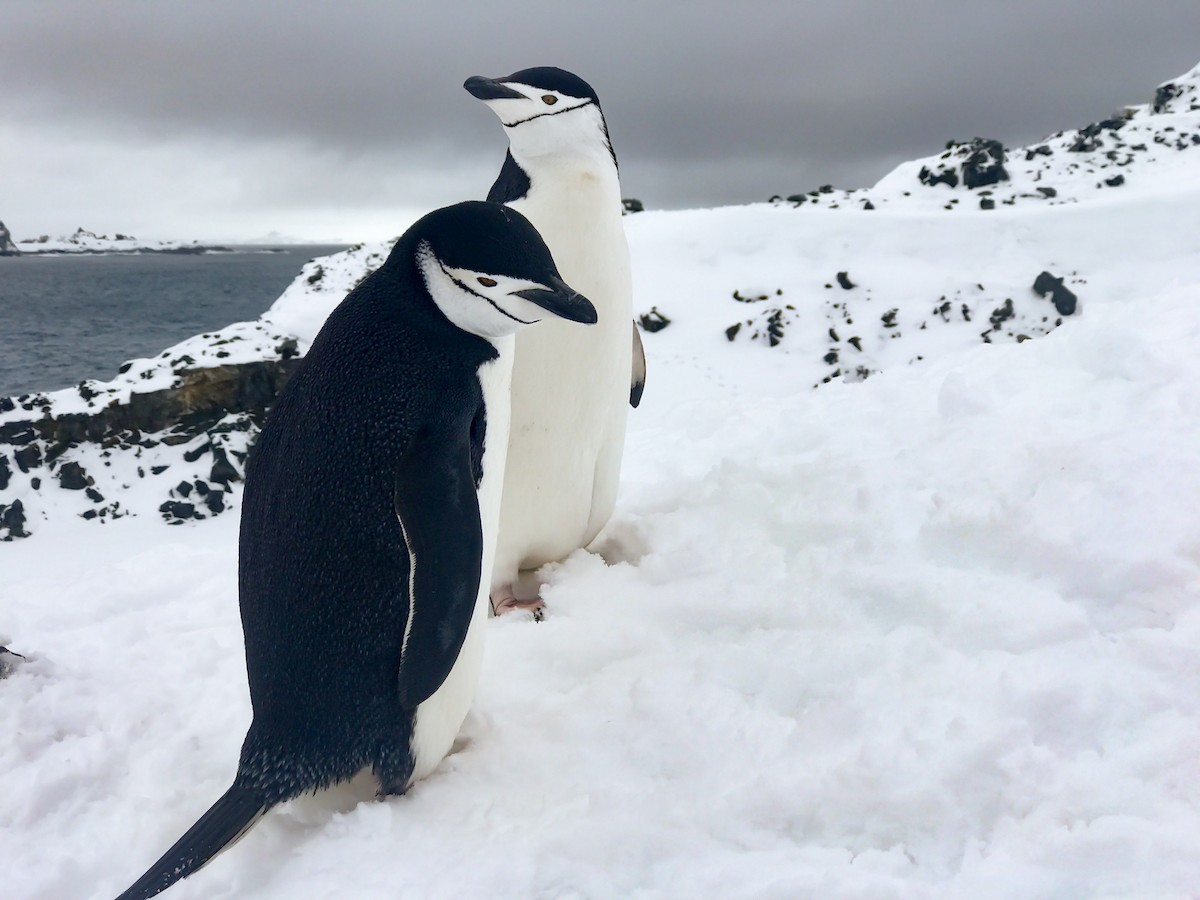 Антарктический пингвин - ML248605551