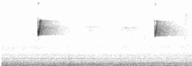 Gray-bellied Tesia - ML248605721