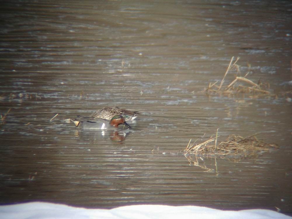 Green-winged Teal - ML24861081