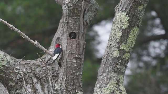 Red-headed Woodpecker - ML248611031