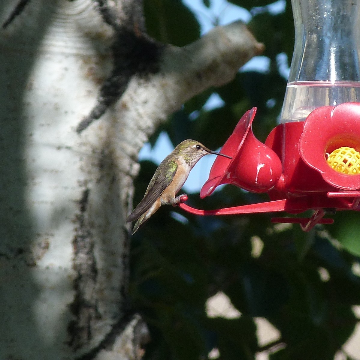 Rufous Hummingbird - ML248613541