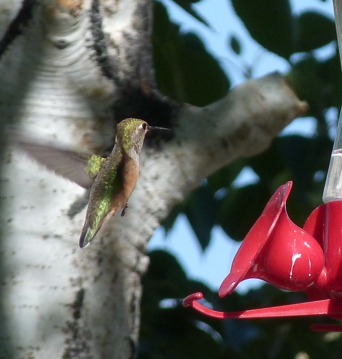 Rufous Hummingbird - ML248613581