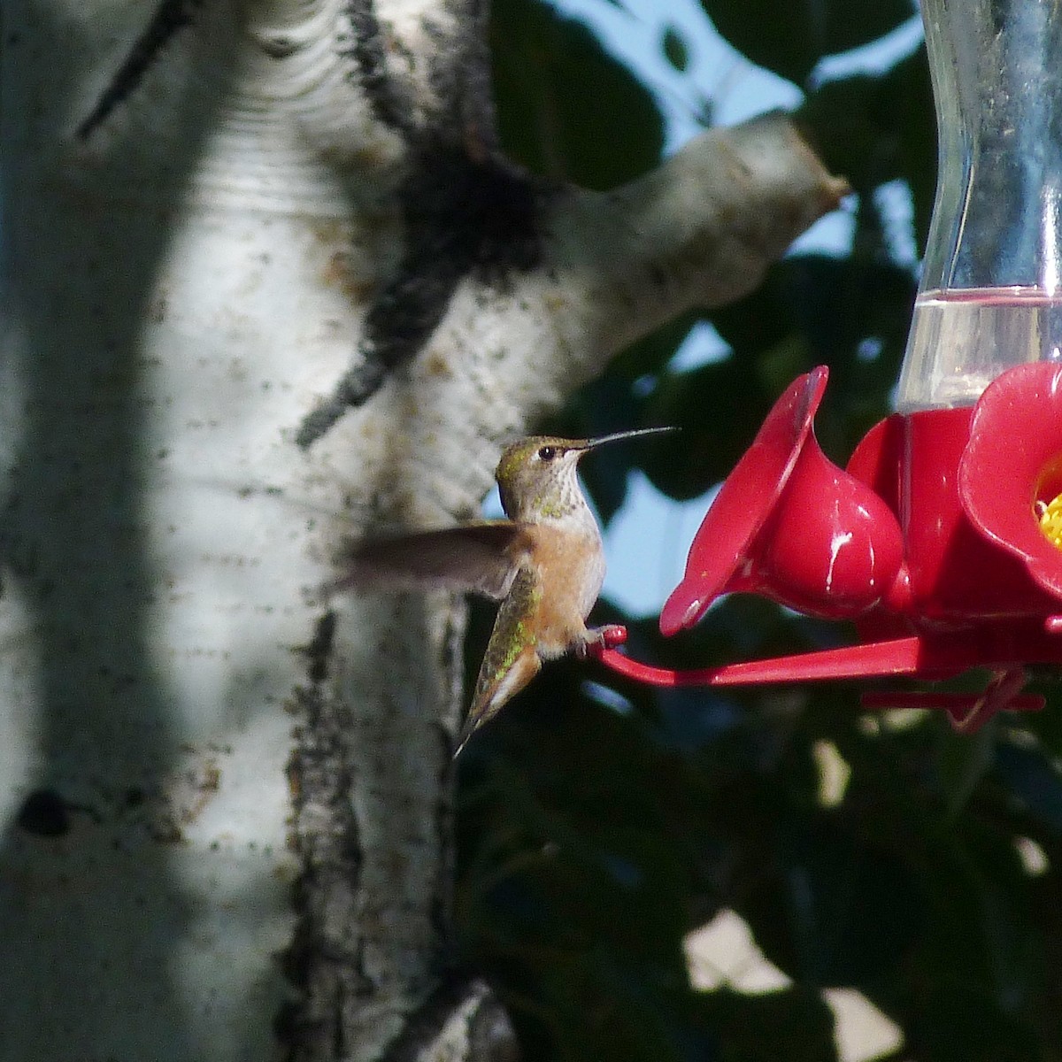 Rufous Hummingbird - ML248613661