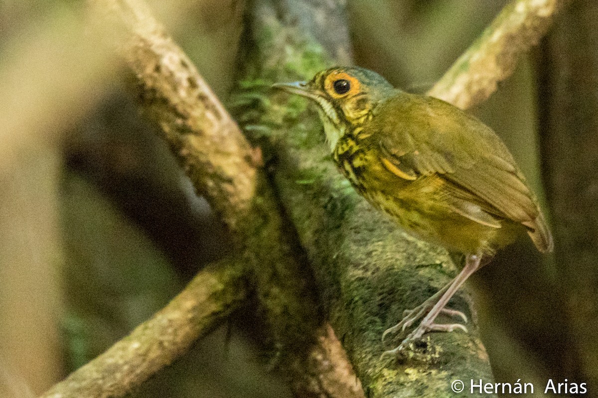 Spotted Antpitta - ML248619301