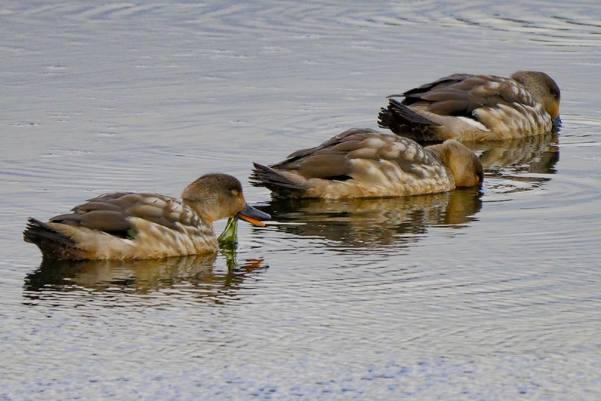 Crested Duck - ML248621711