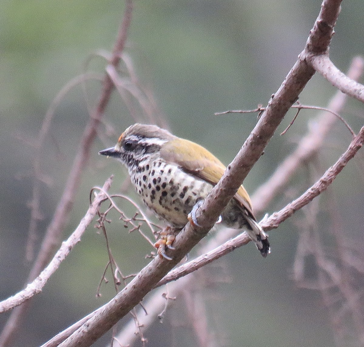 Speckled Piculet - Howard Laidlaw