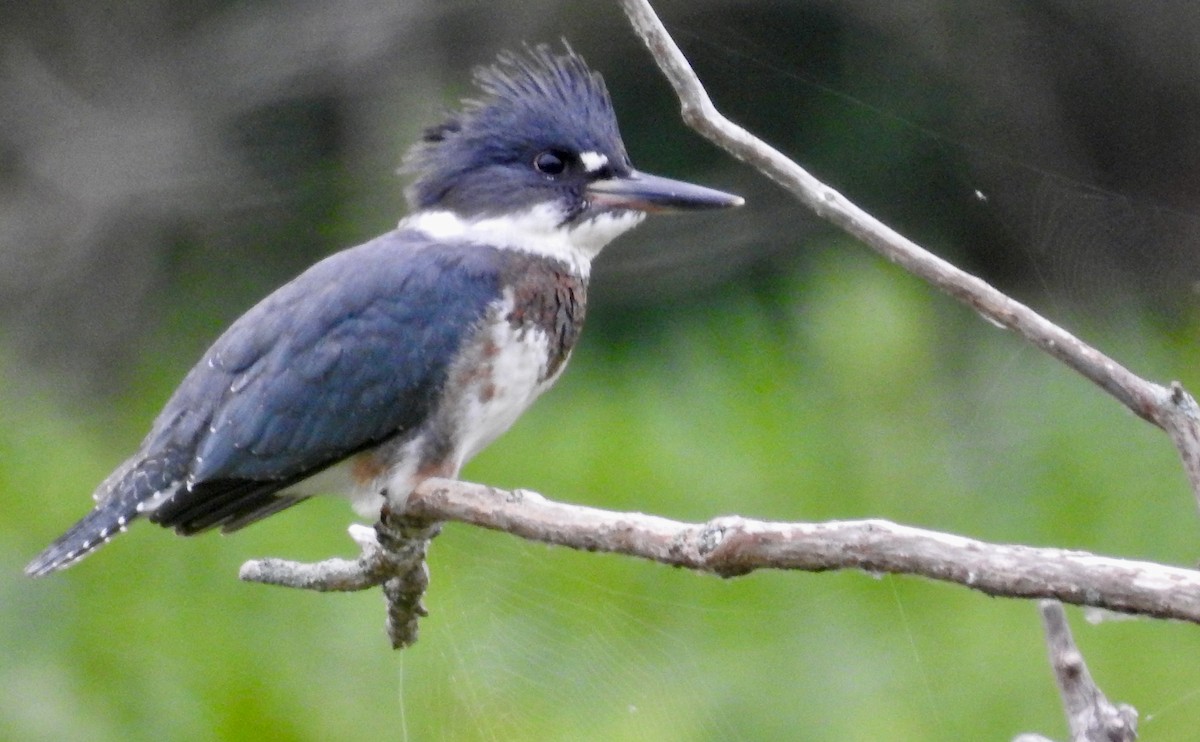 Belted Kingfisher - Mary  McMahon