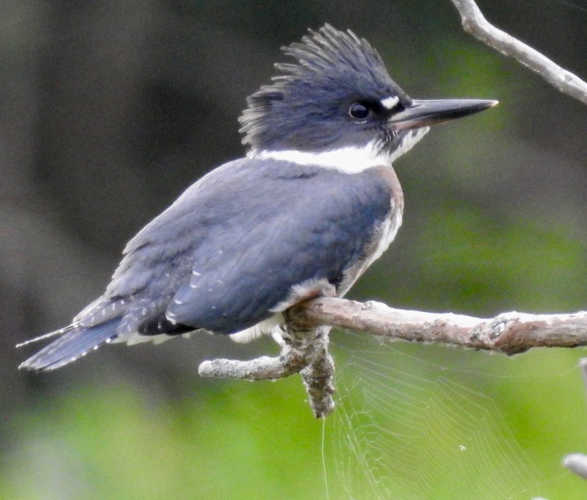 Belted Kingfisher - ML248627671