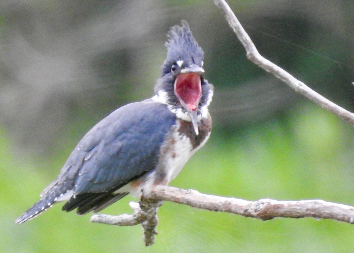 Belted Kingfisher - ML248628481