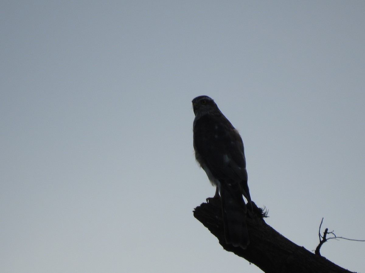 Eurasian Sparrowhawk - ML248629041