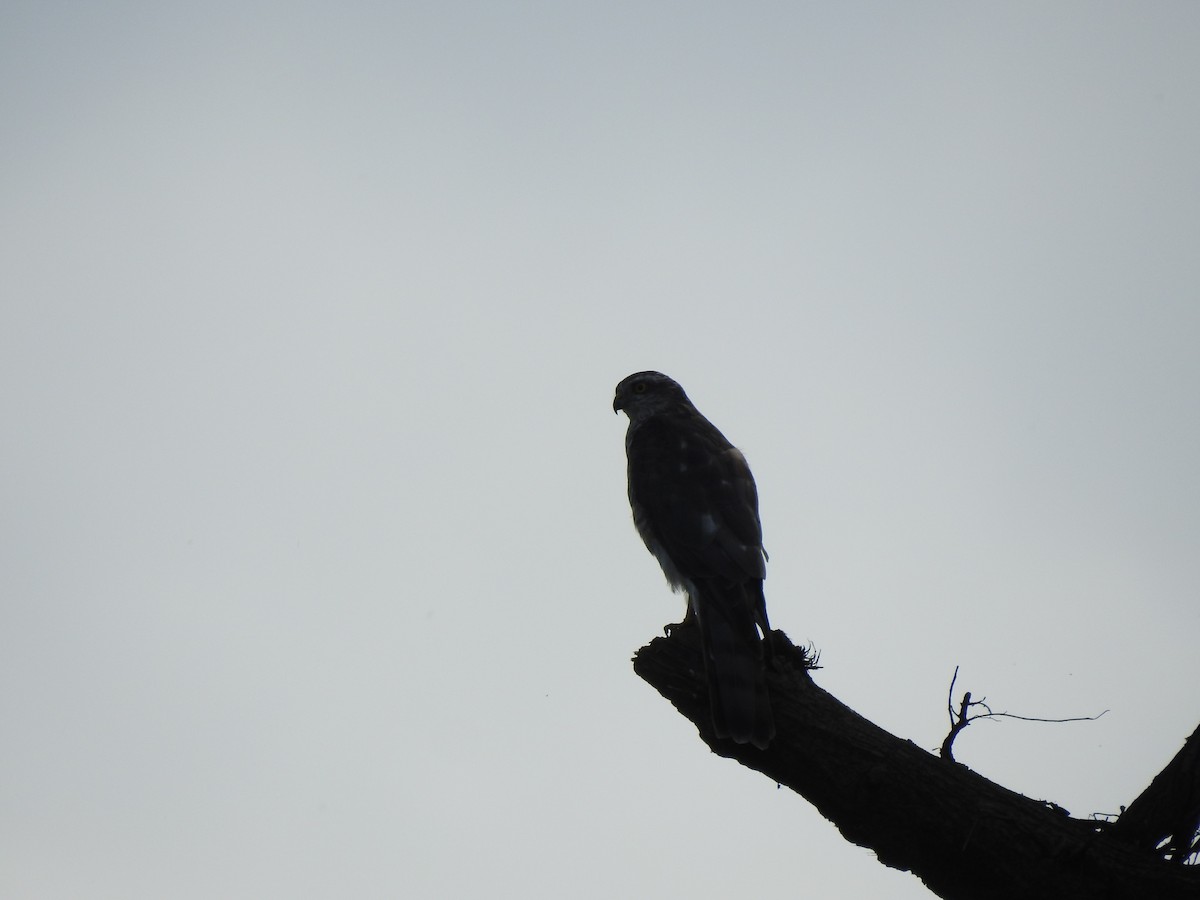 Eurasian Sparrowhawk - ML248629091