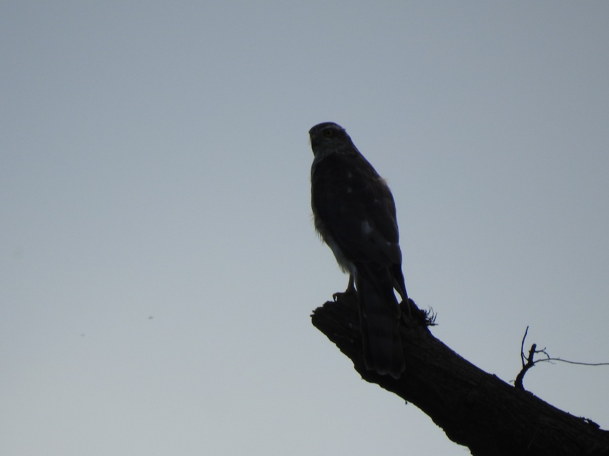 Eurasian Sparrowhawk - ML248629241