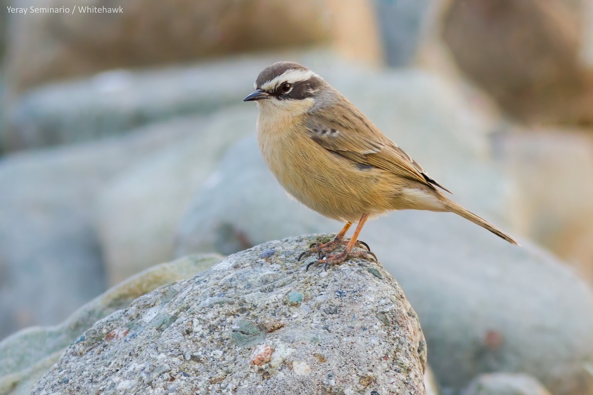 Brown Accentor - ML248632481