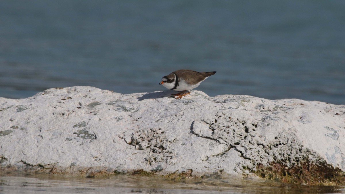 Semipalmated Plover - ML248634701