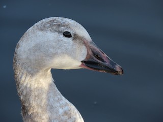 Snow Goose, ML248636001