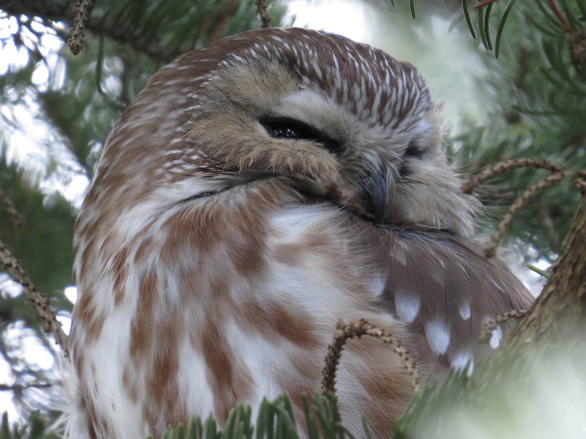 Northern Saw-whet Owl - Athena Gubbe