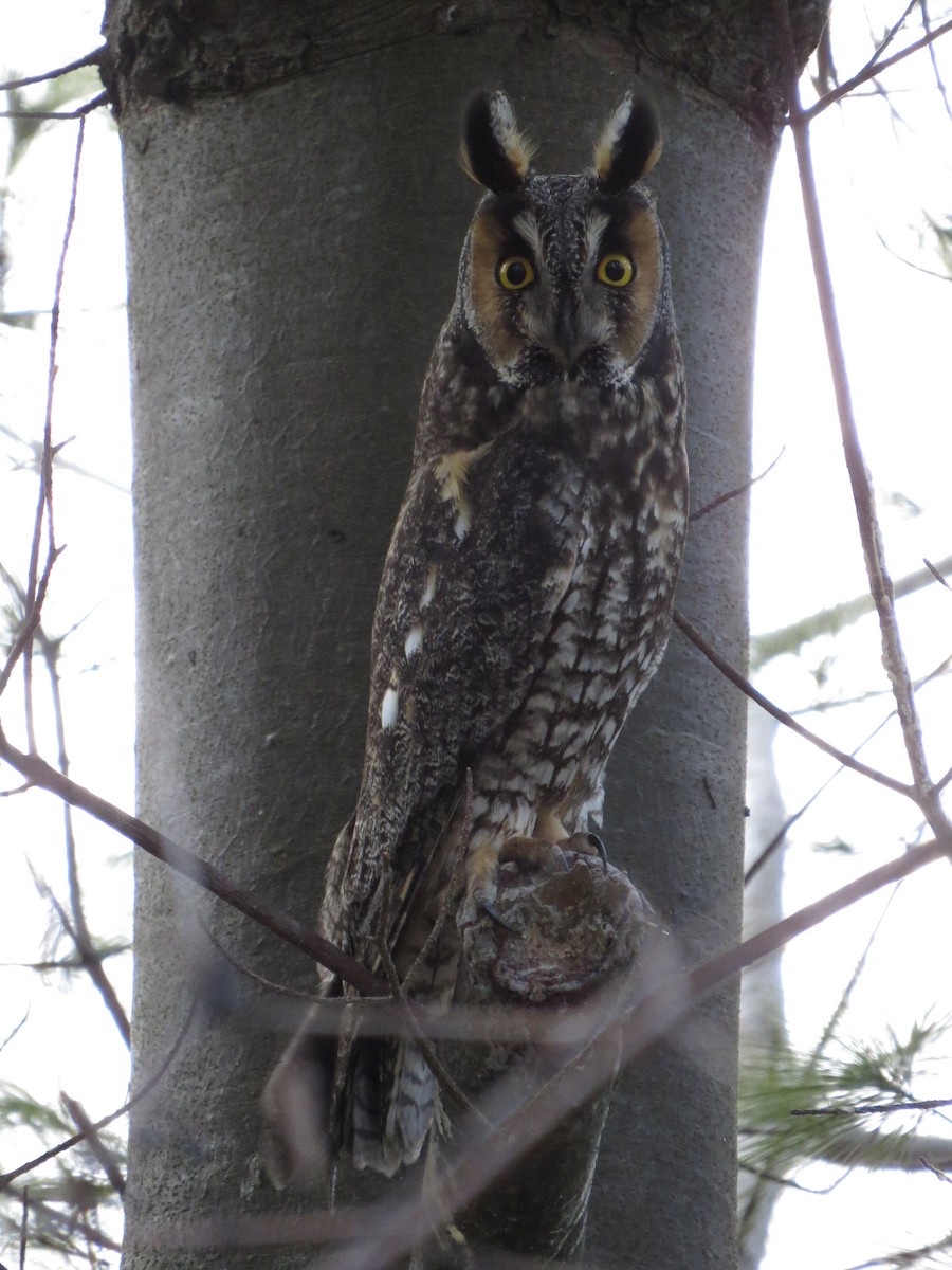 Long-eared Owl - Athena Gubbe