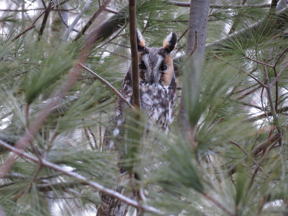 Long-eared Owl - ML24864051