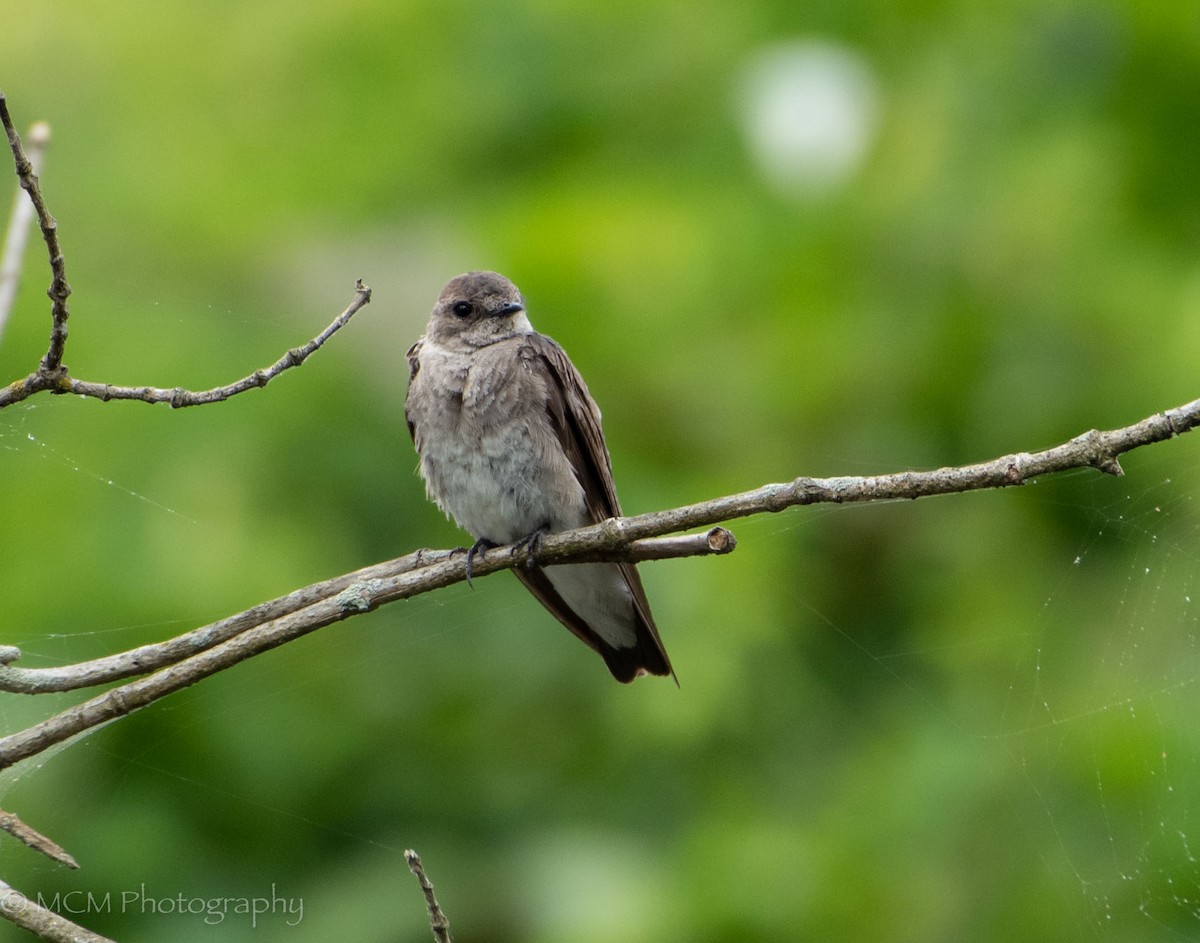 Northern Rough-winged Swallow - Mary Catherine Miguez