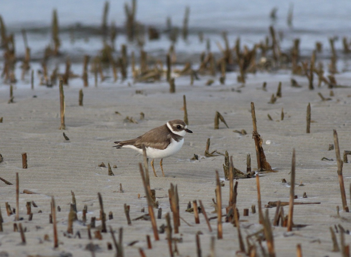 Semipalmated Plover - ML248642421