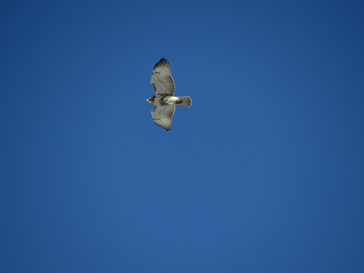 Red-tailed Hawk - ML24864281