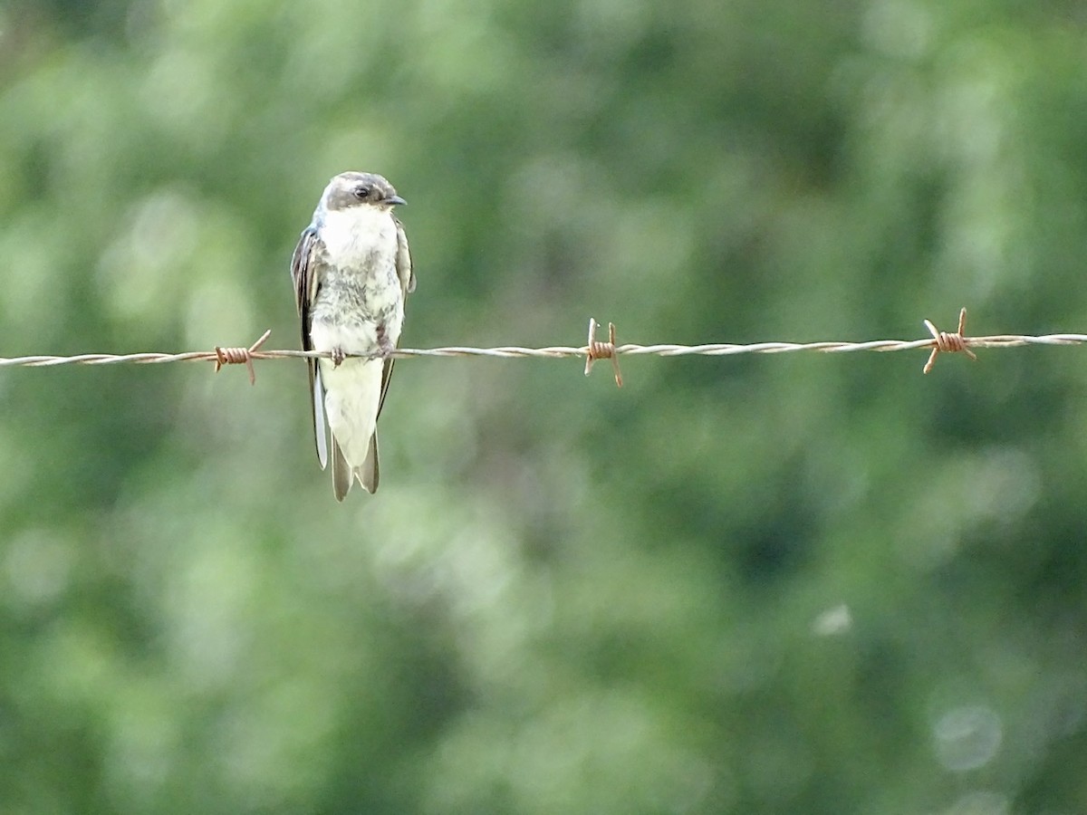 Tree Swallow - Fleeta Chauvigne